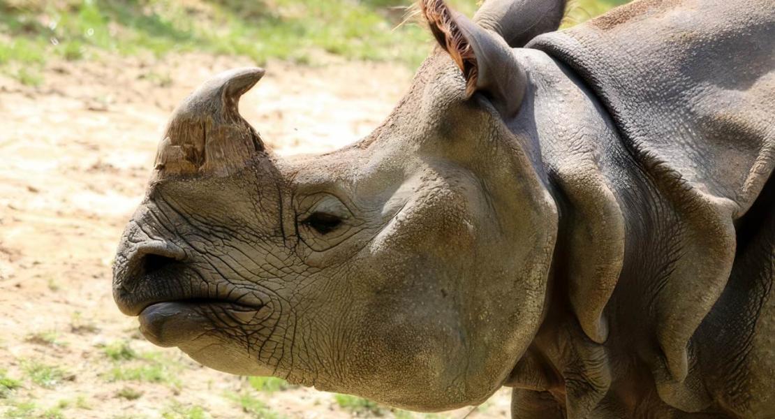 Rinoceronte indiano (Rhinoceros unicornis)