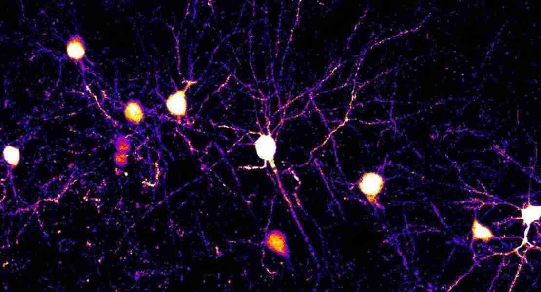 I neuroni e le loro estensioni di filiale note come dendriti sono presenti nella corteccia cerebrale di un topo.