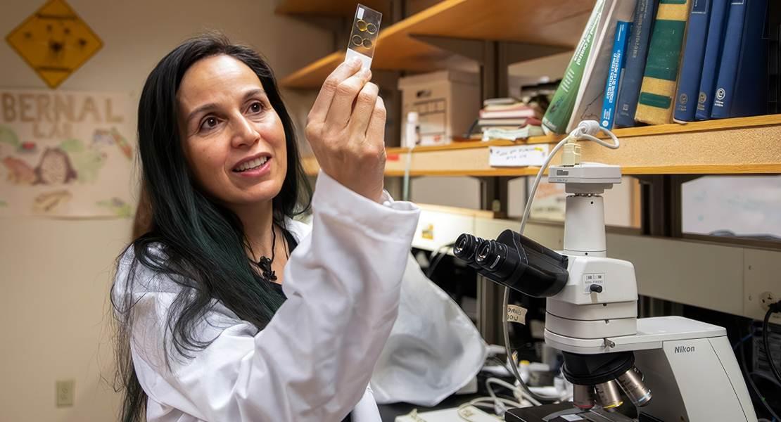  La professoressa Ximena Bernal studia come i nemici naturali modellano i sistemi di comunicazione animale concentrandosi sulle zanzare.
