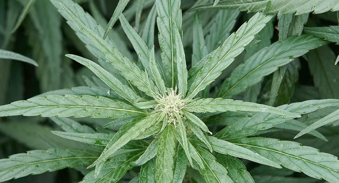 Cannabis sativa
