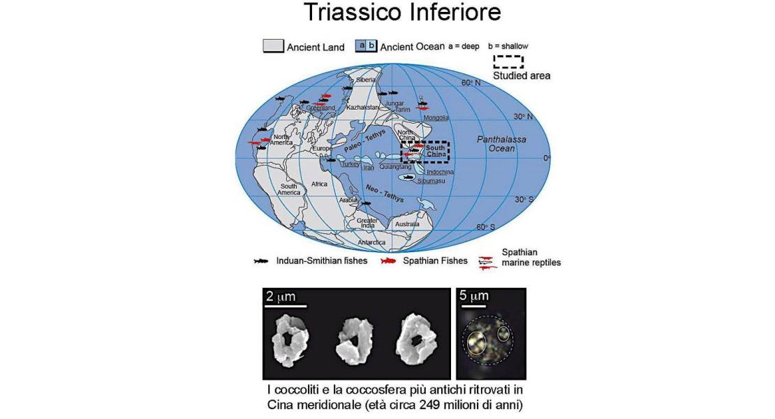 Triassico inferiore
