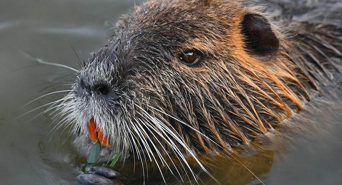 Nutria