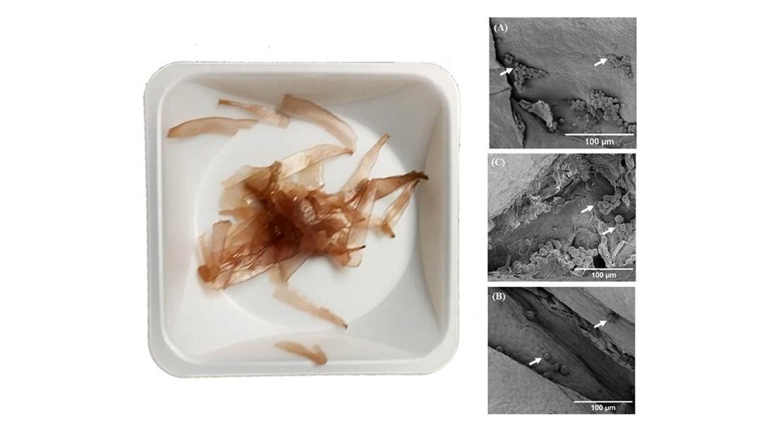 Il campione di alghe prima della preparazione e immagini SEM degli scaffold di alghe con nuove cellule.