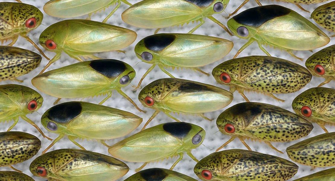 Batracomorphus ruthae