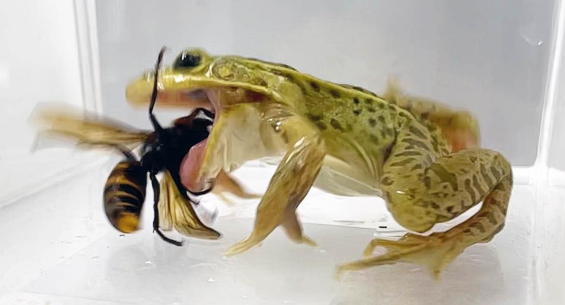 Rana di stagno a macchie nere