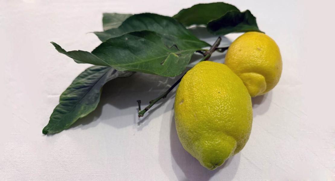 Limoni