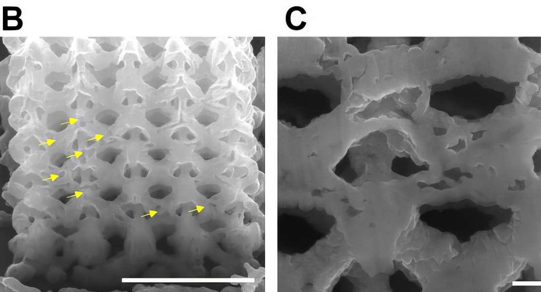 Immagine al microscopio elettronico a scansione (SEM) di una sezione trasversale di un nano-reticolo ottaedrico di nichel generato utilizzando la nuova tecnica additiva. Le frecce gialle indicano grandi vuoti nella struttura. La vista ingrandita (a destra) evidenzia alcuni nodi con porosità concentrata. Nonostante questi difetti, i materiali nanoarchitettonici mostrano una resistenza sorprendente.