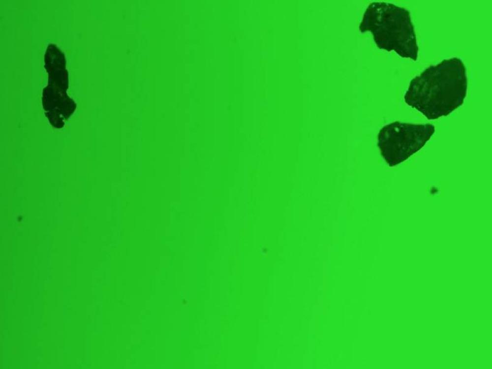 Immagine fluorescente della microscopia mostra i foraggi assorbiti da microplastiche
