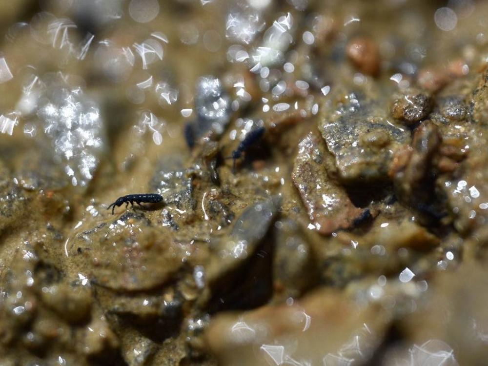 Vertagopus psychrophilus del Ghiacciaio dei Forni (SO).