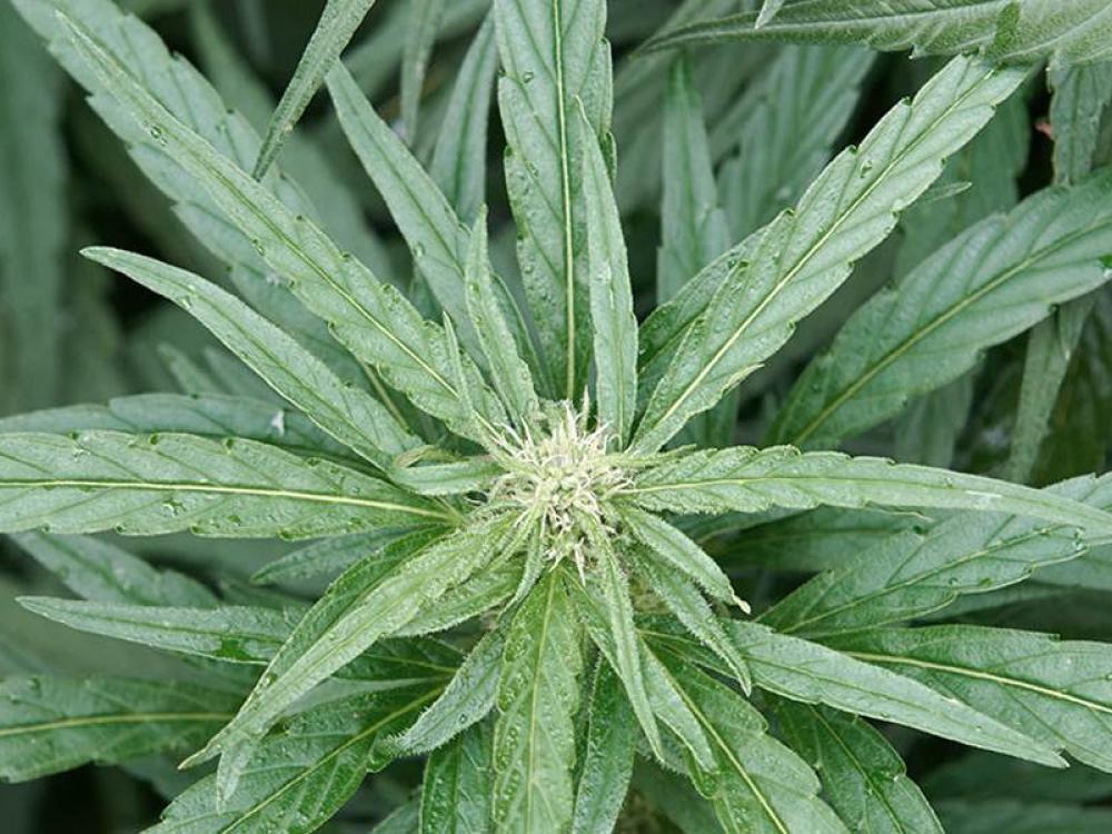 Cannabis sativa