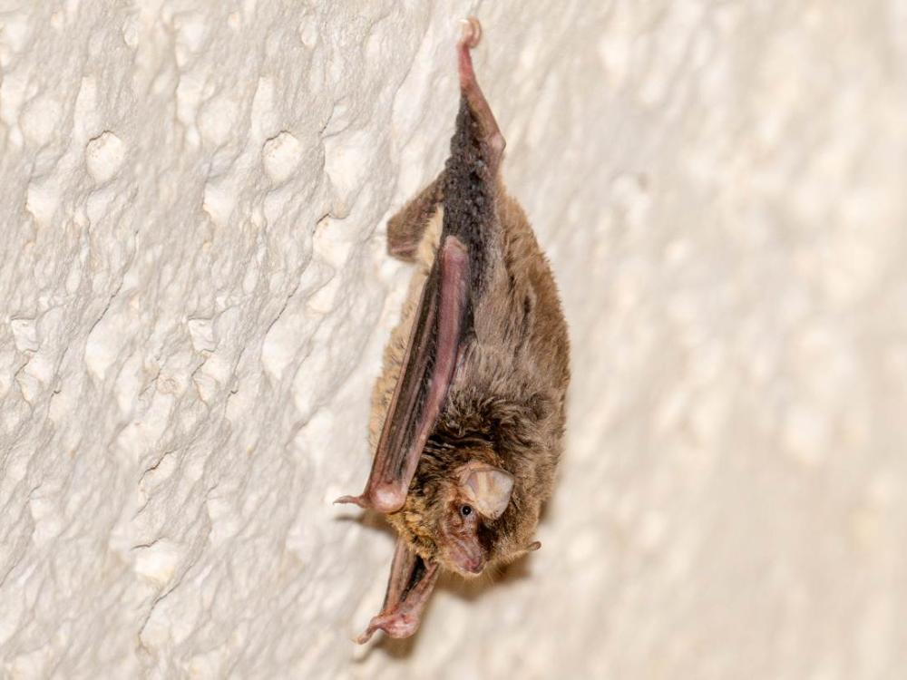 Miniopterus_maghrebensis