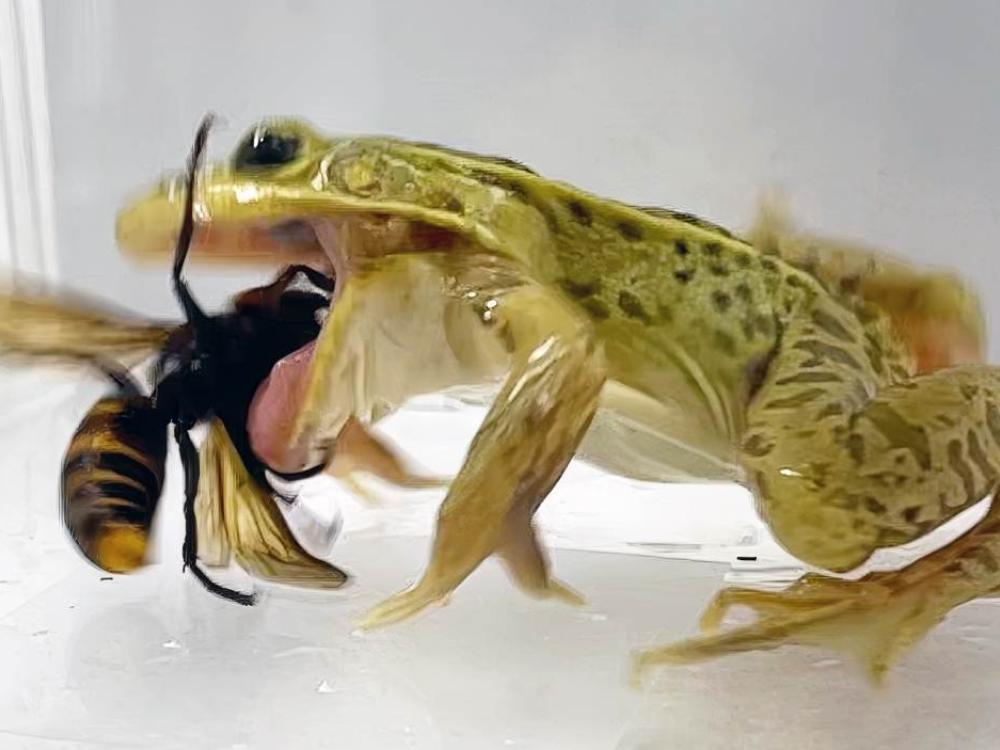 Rana di stagno a macchie nere