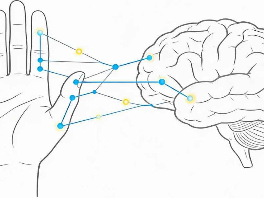 Mano - cervello