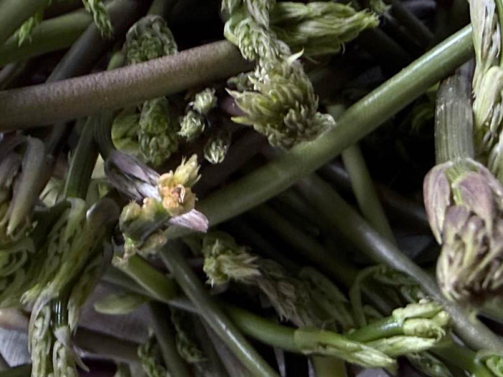 Asparagi di bosco