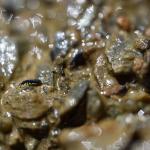 Vertagopus psychrophilus del Ghiacciaio dei Forni (SO).