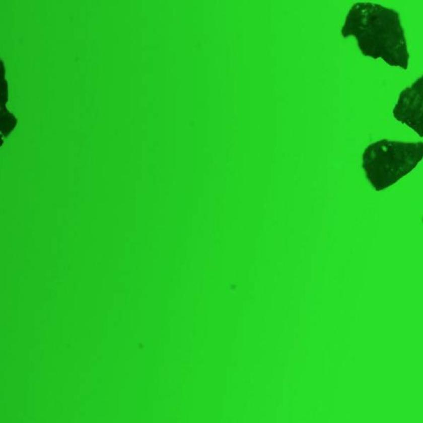 Immagine fluorescente della microscopia mostra i foraggi assorbiti da microplastiche