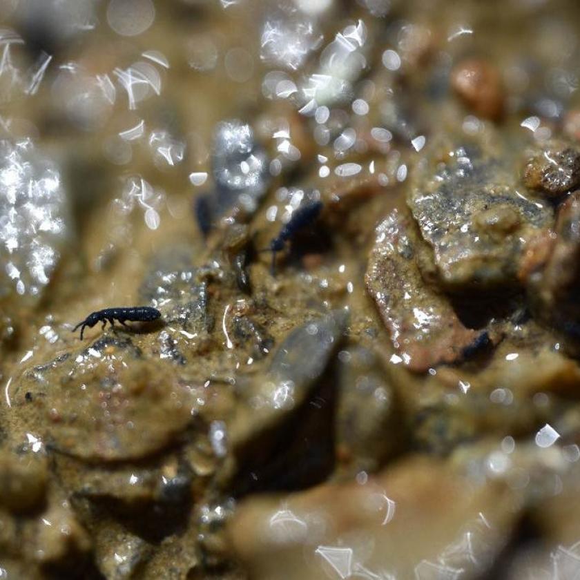 Vertagopus psychrophilus del Ghiacciaio dei Forni (SO).