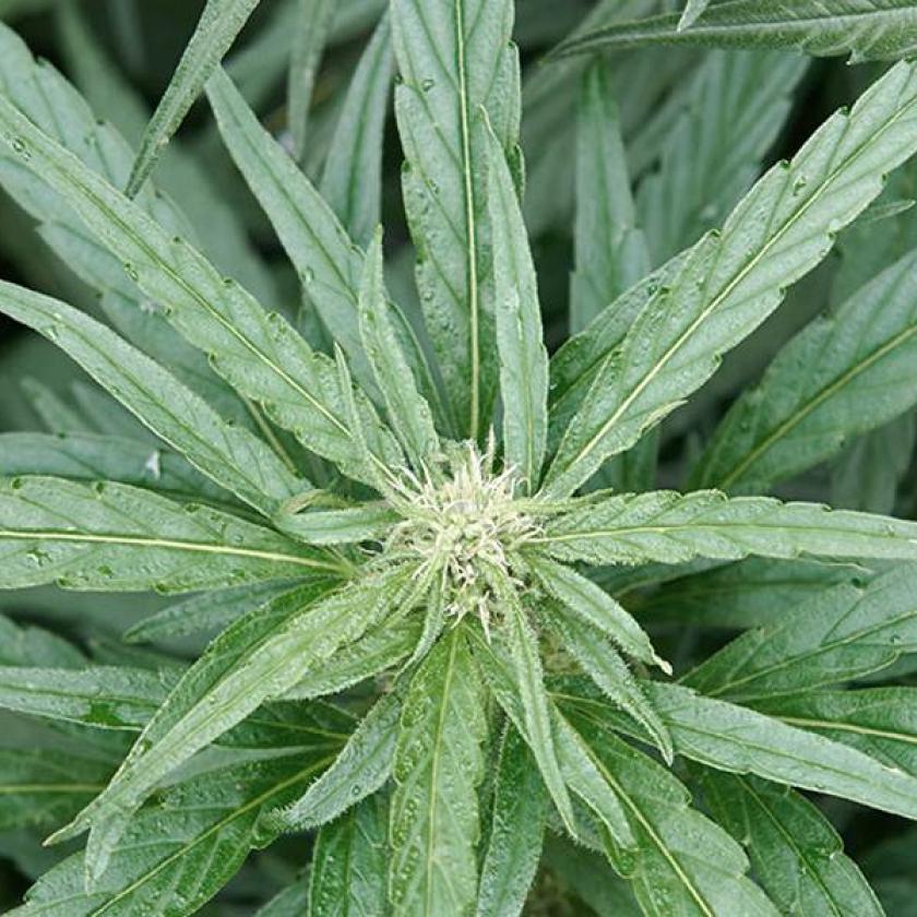 Cannabis sativa