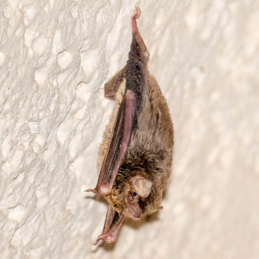 Miniopterus_maghrebensis