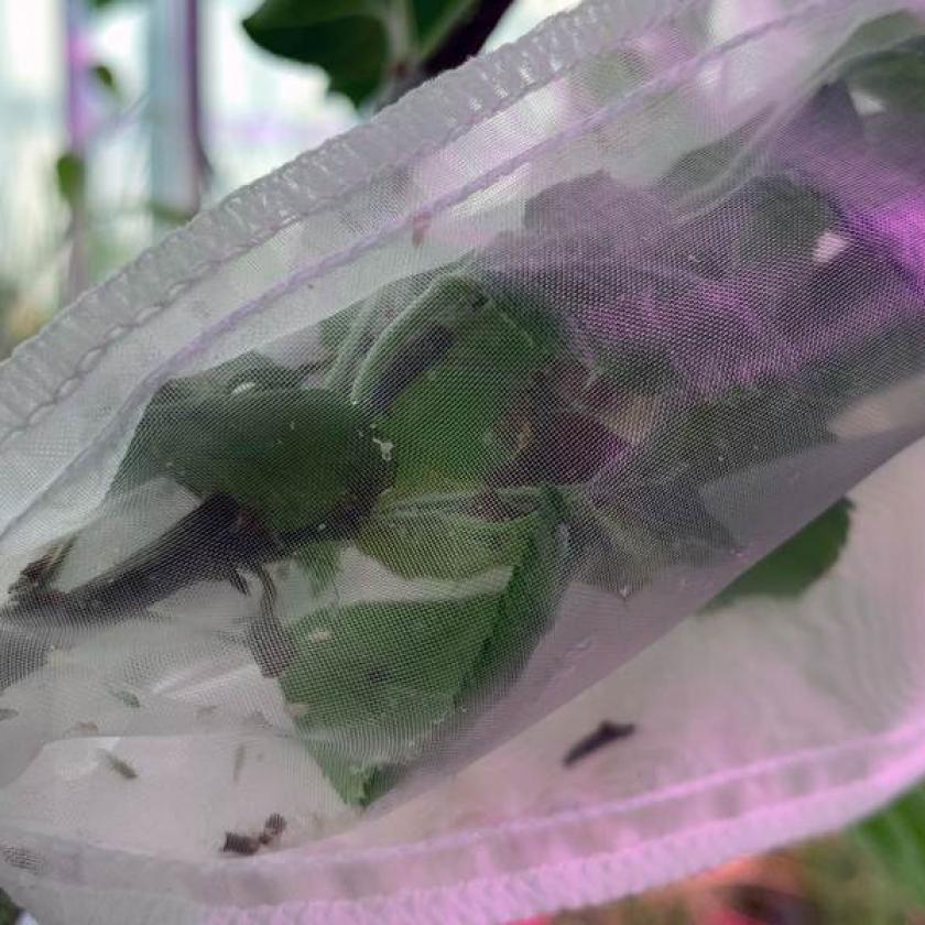 Struttura sperimentale di un esperimento di trasmissione del fitoplasma.