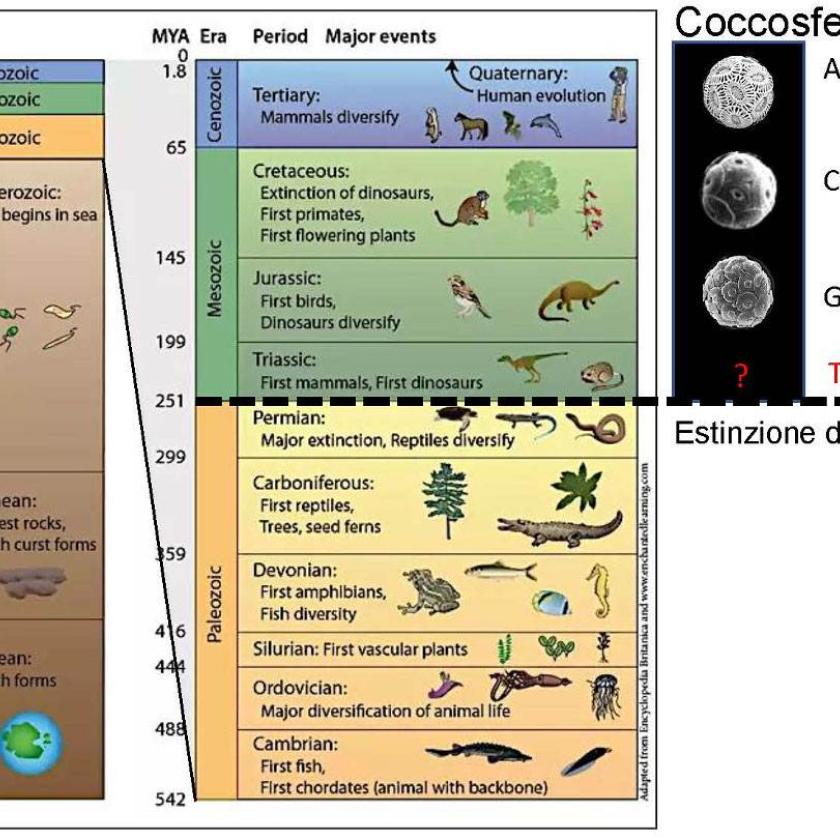 Coccosfere