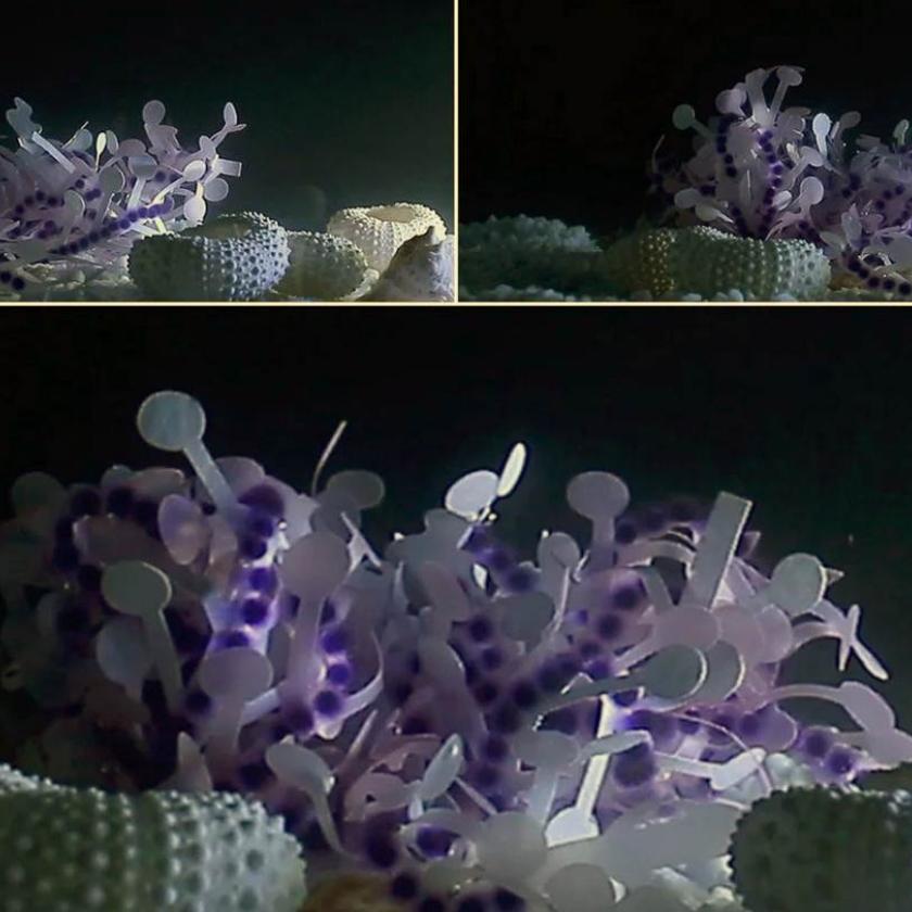 Algoritmo di morphing