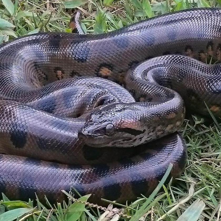 Anaconda.