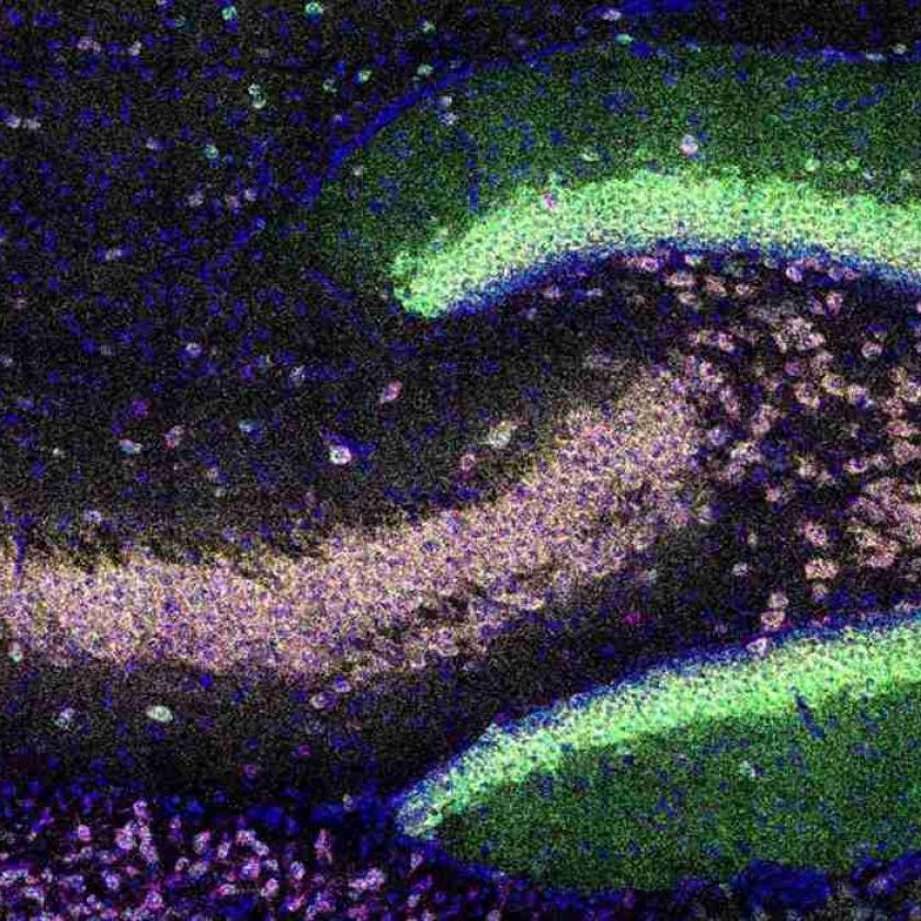 Quattro mRNA localizzati nel neuropilo, la fitta rete di connessioni sinaptiche in uno strato distinto dai corpi cellulari, nell’ippocampo giovanile del topo. Gli mRNA sono stati etichettati utilizzando il test di ibridazione in situ HiPlex RNAscope per rilevare Adcy1 (verde), Aco2 (magenta), Psd (ciano) e Dlg4 (giallo) e i nuclei sono stati controcolorati con DAPI (blu).