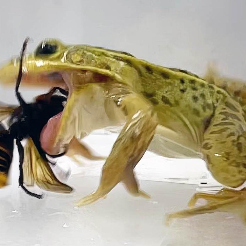 Rana di stagno a macchie nere