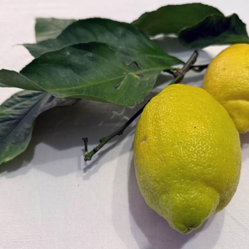 Limoni